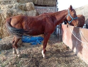 сколько стоит собака породы доберман: Продаю | Кобыла (самка) | Рабочий | Мерин — 2