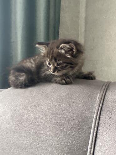 сколько стоят вислоухие кошки: Шотландские котята с вислыми ушками (fold). На фото — два малыша: - — 8