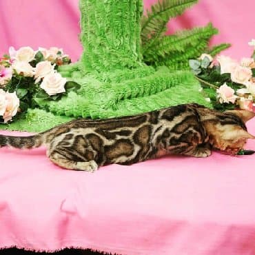 Привет бишкек .!! Питомник бен гла мур предлагает чудесных бенгальских