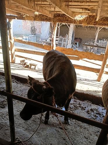 на откорм: Продаю | Тёлка | Швицкая | На откорм | Привязанные — 7