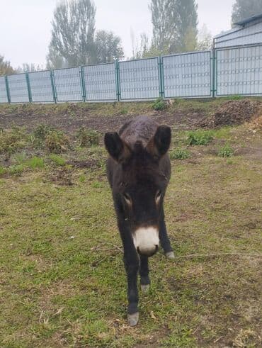 домик для кошки на улицу: ПРОДАМ ОСЛА — 3