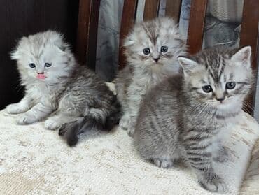 шотланские котята: Скотиш Фолд (Шотландская вислоухая), 1 месяц, Девочка, Серебристая шиншилла, Приучена к лотку, С документами — 3