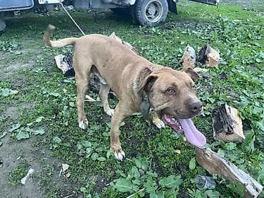 куплю собаку в бишкеке: Собака даром: Американский булли, 6 месяцев, Самец, С прививкой — 1