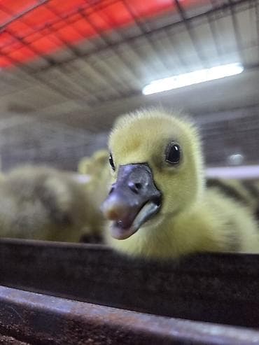 бычки бельгийская: Крупная серая — это одна из самых популярных и выносливых мясо-яичных — 1