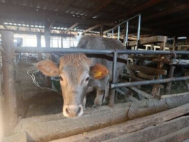 коровы молочные: Продаю | Корова (самка) | Полукровка | Для разведения | Нетель — 1
