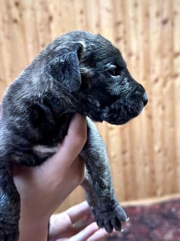 бульдоги: Щенки Канарского Дога (Presa Canario) С документами, прививками 8 — 50