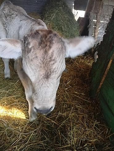 Коровы, быки: Продаю | Бык (самец) | Швицкая | На откорм | Искусственник — 2