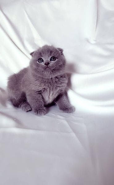 Продажа кошек: Продается котенок шотландский вислаухий С документами, 1,5 месяц К — 4