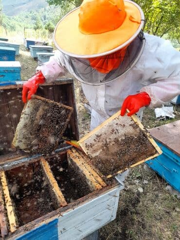 помидор оптом цена: Токтогульский горный мёд
чистый,натуральный
оптом 6500 — 2