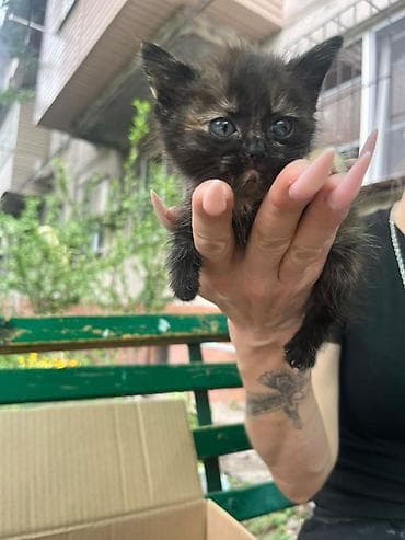 scottish fold: Кошка даром: Беспородная, 1 месяц, Девочка — 3