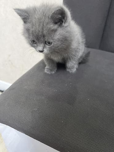 Продажа кошек: - Порода: шотландская скотиш - Окрас: голубой, плотный, без рисунка - — 4