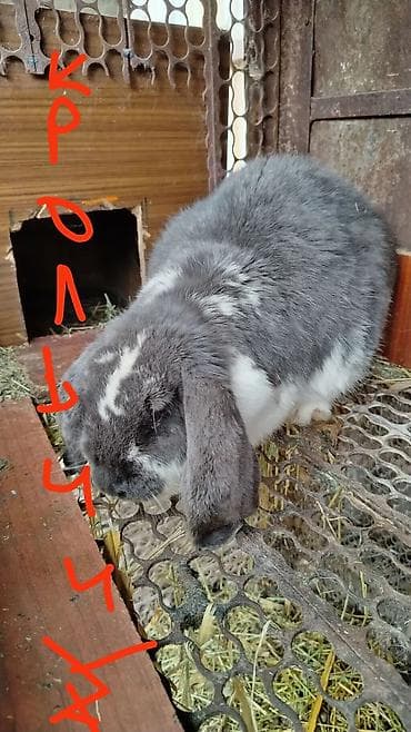 кажи сай: Продаю | Крольчата | Французский баран | Для разведения | Племенные — 3