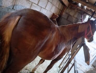 Продаю | Кобыла (самка) | Рабочий | Мерин