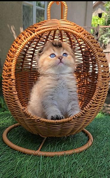 Шотландские котята от красивой пары. Scottish fold и straight