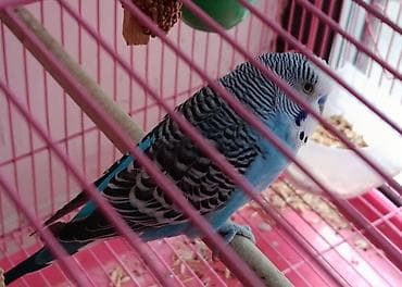 ph down: 🦜 Продаётся пара взрослых волнистых попугаев (самец и самка)! ✨ Самец — 2