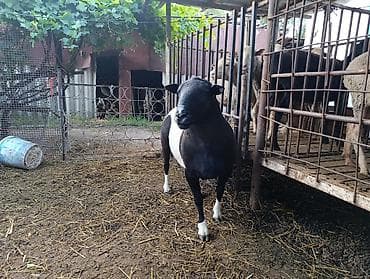 Продаю | Баран (самец) | На забой, Для разведения — 3