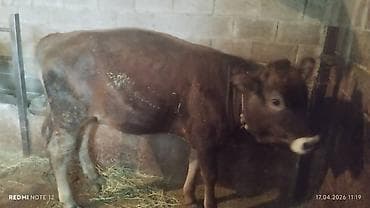 Продаю | Корова (самка) | Полукровка | На забой