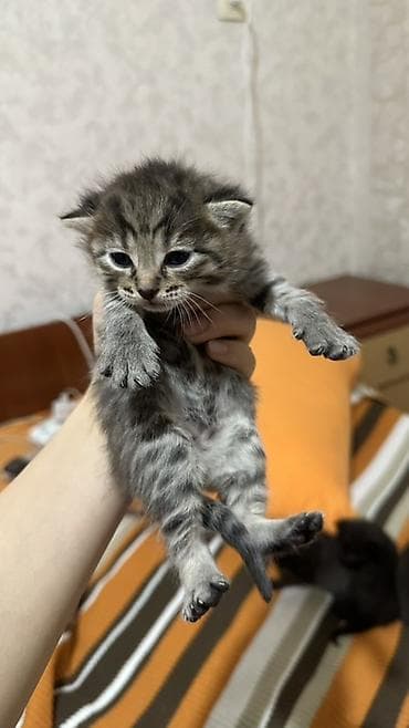 кошка продаю: Отдам в добрые руки,есть ещё черная - Социальные: привыкли к рукам — 1