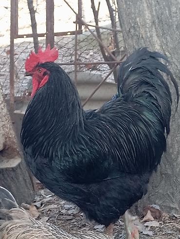 Продаю | Петух | Для разведения at lalafo.kg Продаю | Петух | Для разведения