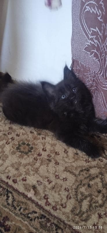 Чёрный бриллиант🥰! Продается Котик Мейн-Кун❤️ окрас черный солид от
