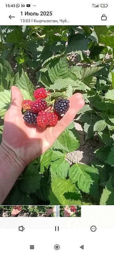 крупа: Саженцы ежевики (бесшипные сорта). Сорт Лох Нес Количево 1000 — 10