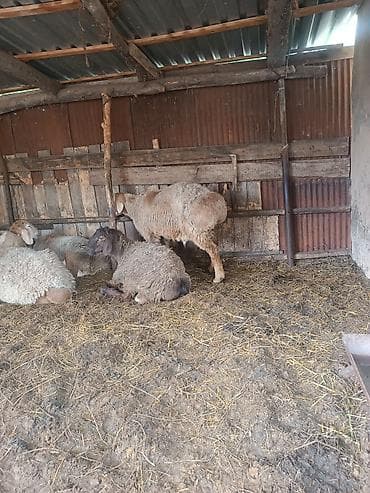 хомяк цена бишкек: Продаю | Овца (самка) | Для разведения | Матка — 2