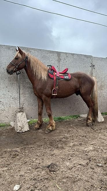 ат тарак: Продаю | Жеребец | Полукровка | Рабочий | Осеменитель — 1