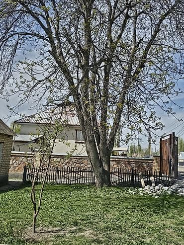 комнатные цветы в бишкеке: Саженцы — 2