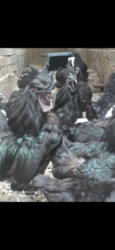 куринные кости: 1 кг, Самовывоз, Бесплатная доставка, Платная доставка — 3