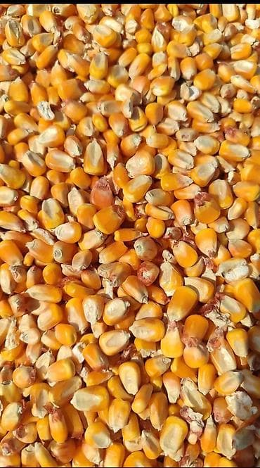 Кукуруза