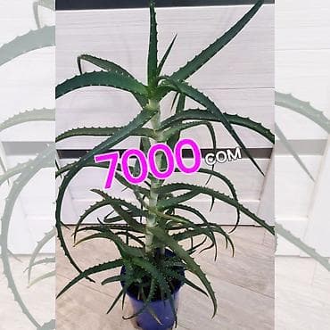 Алоэ в горшке. - Вечнозелёное суккулентное растение с мясистыми — 1