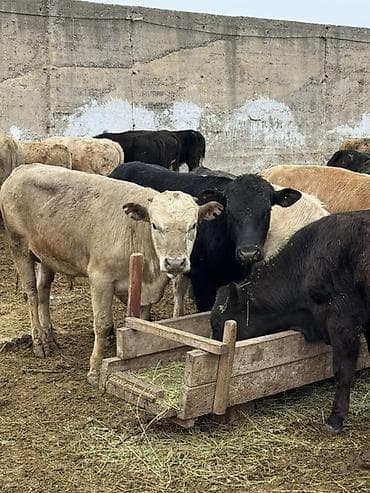 телята торпок: Продаю | Бык (самец) | Полукровка | На откорм — 4