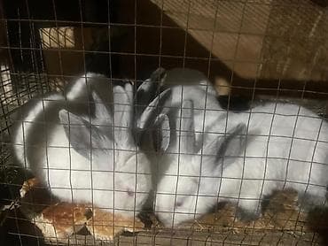 козу сатылат бишкек: Сатам | Коендун бөжөктөрү | Көбөйтүү үчүн — 1