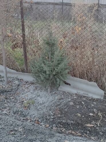 купить черемуху: Саженцы деревьев: Ели — 4