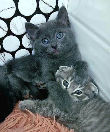 кошка вислоухий: Котята, мальчики Скоттиш страйт. - Возраст — 2 месяца. - — 3
