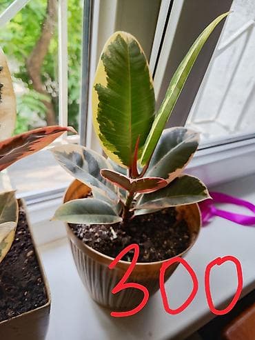 Фикус эластика вариегатный (Ficus elastica, сорт с пестрыми листьями)