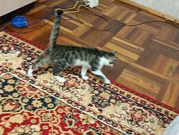 нашли белый кот: Котёнок-подросток, короткошёрстный, окраса табби с белым. На фото — 4