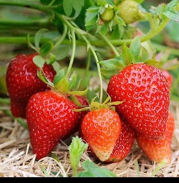 бий алма орусча: Саженцы рассада клубники с открытой корневой системой (фриго) оптом — 2