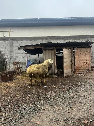 big 6: Продаю | Овца (самка) | Полукровка | Для разведения — 2