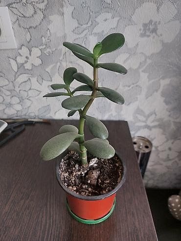 долларовое дерево купить: Толстянка (денежное дерево), молодые растения в горшках. - Суккулент — 2