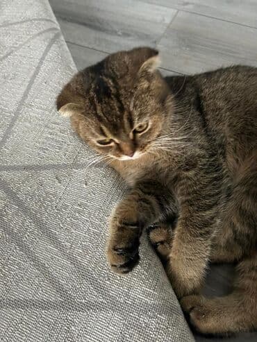 кошки купить бишкек: Скотиш Фолд (Шотландская вислоухая), 10 месяцев, Девочка, Приучена к лотку, Проглистована, С прививками — 4