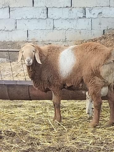 Продаю | Баран (самец)