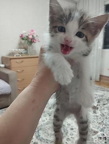 кошки мейн кун цена: Котёнок, домашний - Порода: беспородный (домашний короткошёрстный — 2