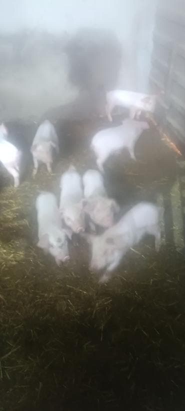 помёта: Продаю | Поросенок | Крупная белая | Для разведения — 3