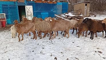 восточно эвропейская овчарка: Продаю | Овца (самка), Баран (самец) | Арашан — 2