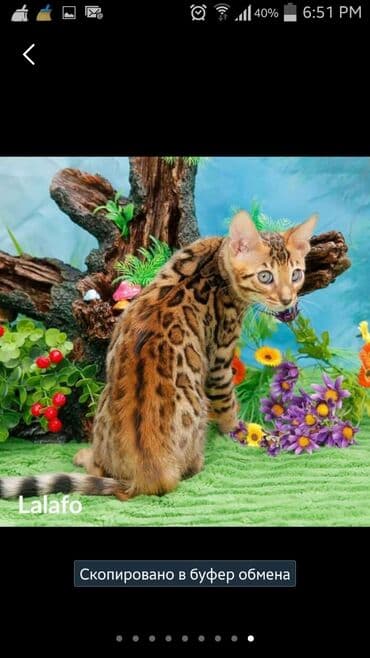 леопардовая кошка цена: Бенгальские котята !!! домашние. мини леопардики. Друзья у нас — 29