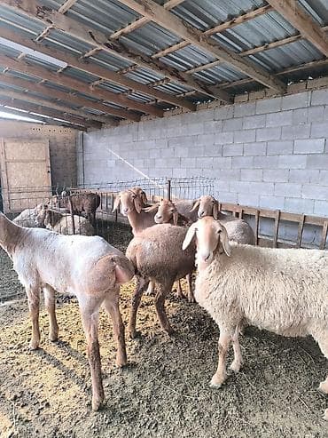 Козы, козлы: Продаю | Ягненок | Арашан | Для разведения | Ярка — 6