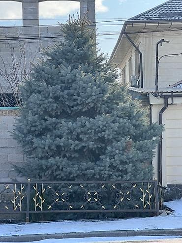 саженцы миндаля: Саженцы деревьев: Ели, Самовывоз — 7