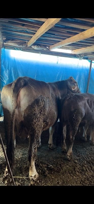 дойную корову: Продаю | Бык (самец) | Для разведения | Привязанные — 1