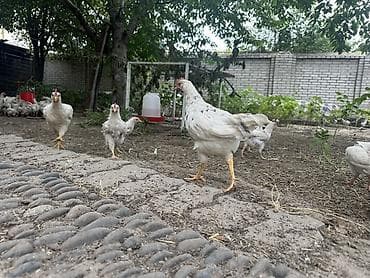 Животные: Продаю | Куры, Петух, Цыплята | Домашняя | Несушки — 3